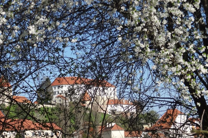 Cvetna nedelja Ptuj 26